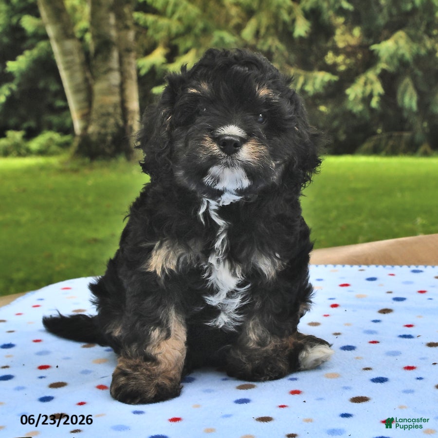 Cavapoo dogs Bingo - Ad 1