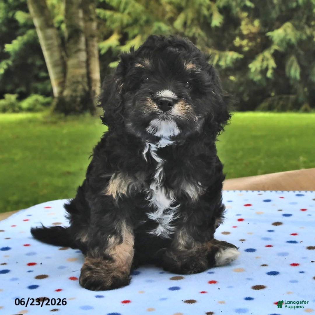 Cavapoo dogs for sale: Bingo - Ad 1