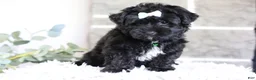 Yorkiepoo dogs for sale: Pixie - Ad 1