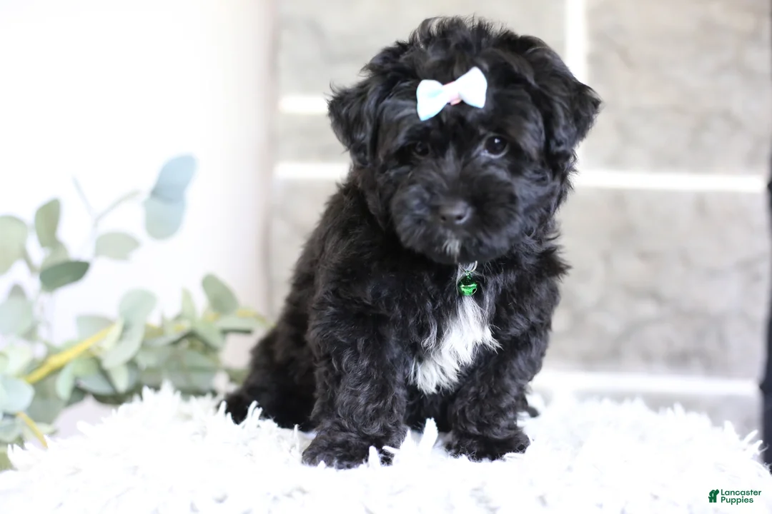 Yorkiepoo dogs for sale: Pixie - Ad 1