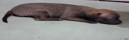 Chihuahua dogs for sale: Chihuahua 1 - Ad 6