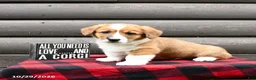 Welsh Corgi Pembroke dogs for sale: Maxon - Ad 3