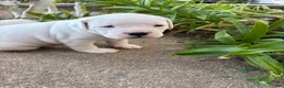 American Bulldog dogs for sale: Magnolia - Ad 5