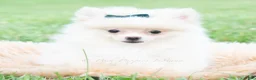 Pomeranian dogs for sale: Frost - Ad 2