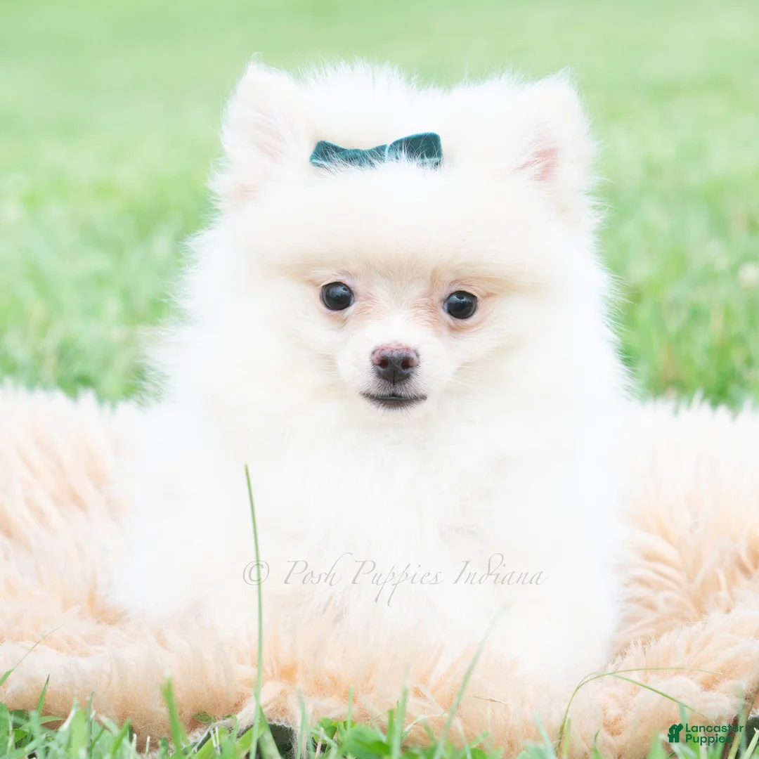 Pomeranian dogs for sale: Frost - Ad 2