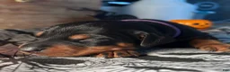 Doberman Pinscher dogs for sale: Wednesday: European Bloodlines  - Ad 3