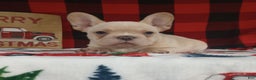 French Bulldog dogs for sale: Joel  - Ad 2