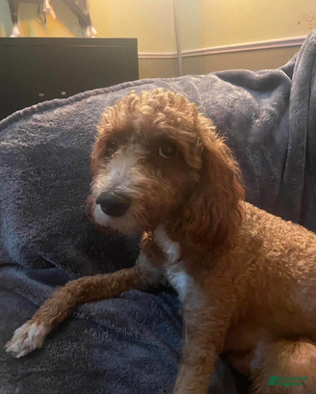 Goldendoodle dogs for sale: Sierra - Ad 6