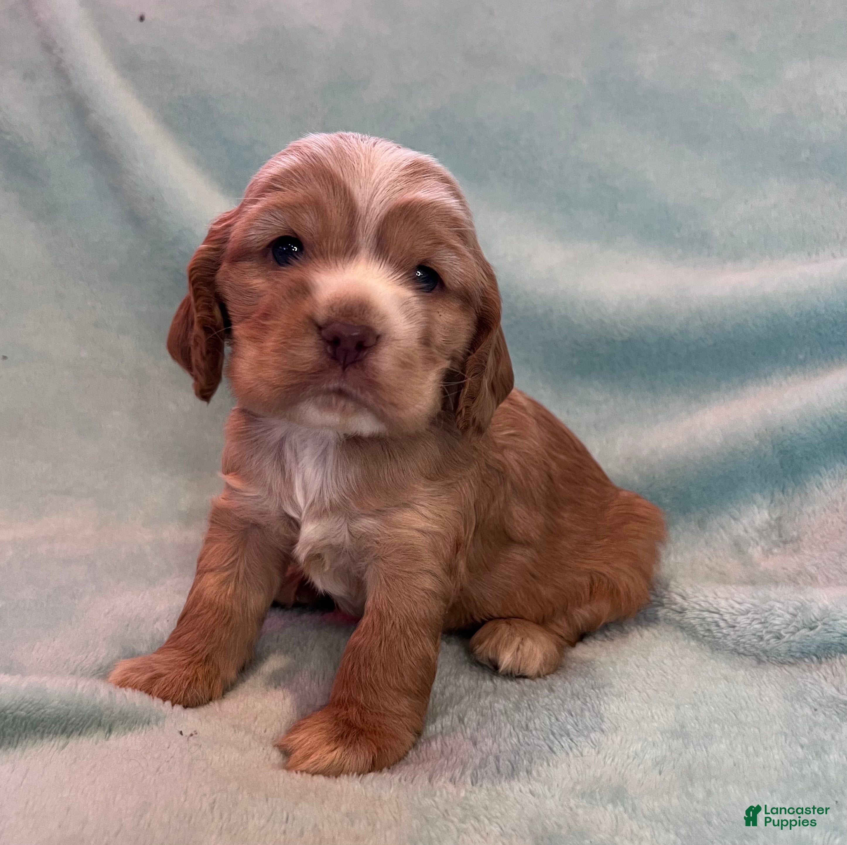 Cocker Spaniel dogs Bear  - Ad 3