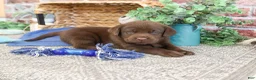 Labrador Retriever dogs for sale: Scott - Ad 2