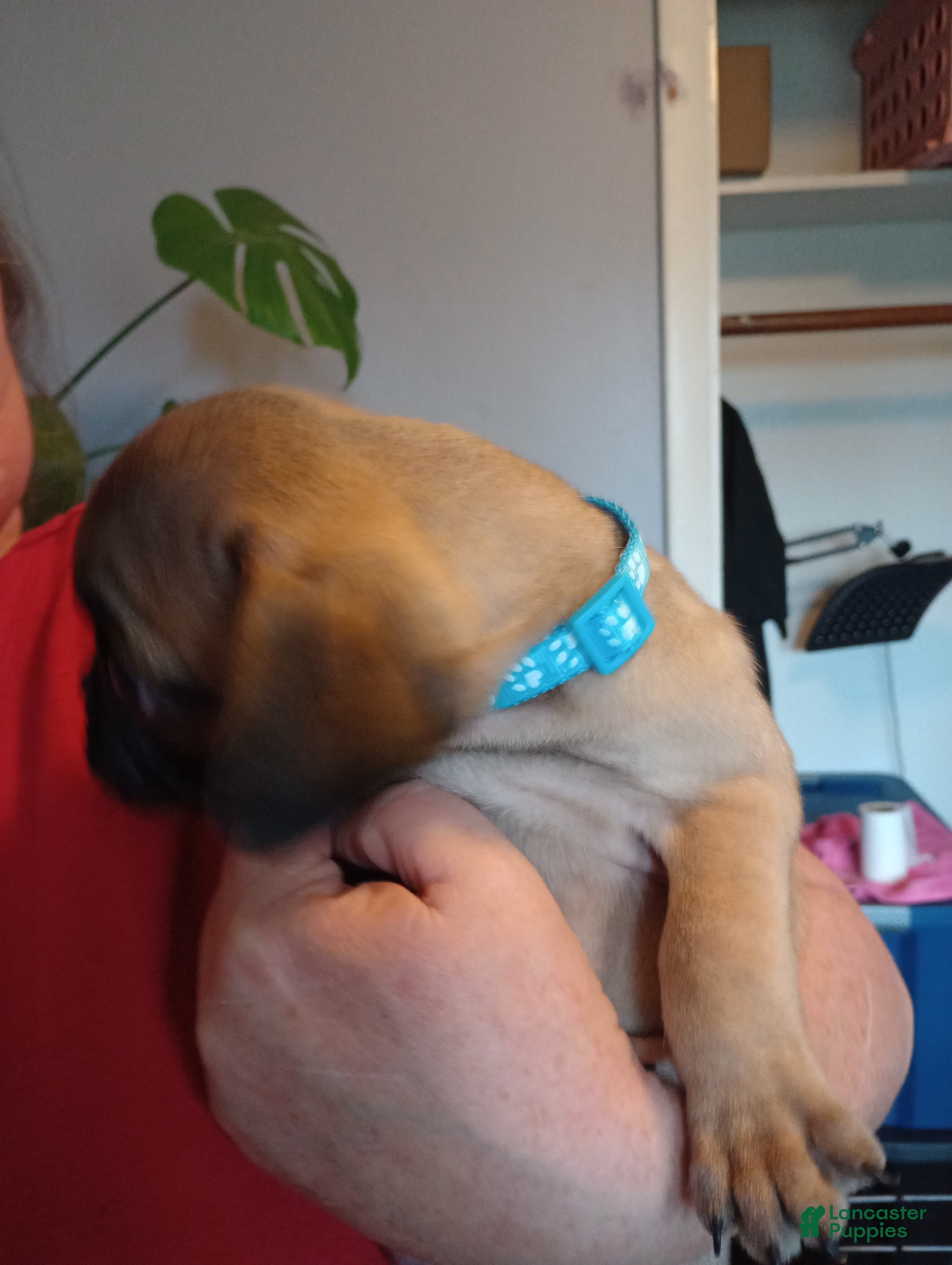 Pug dogs Baby blue - Ad 4