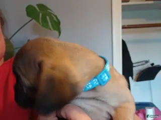 Pug dogs Baby blue - Ad 4