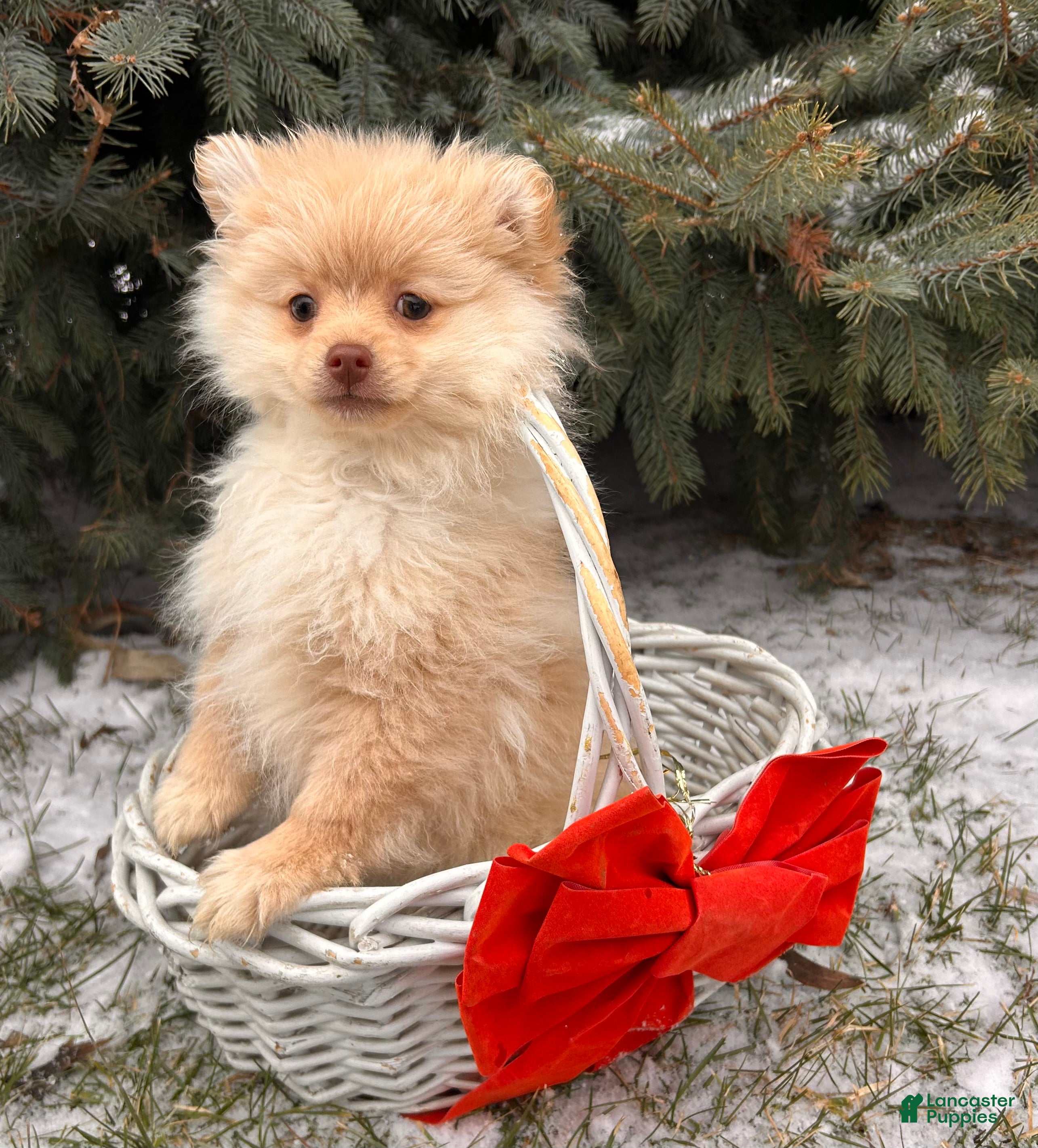 Pomeranian dogs Nola - Ad 24