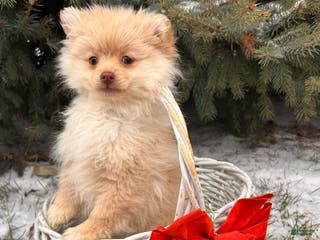 Pomeranian dogs Nola - Ad 24