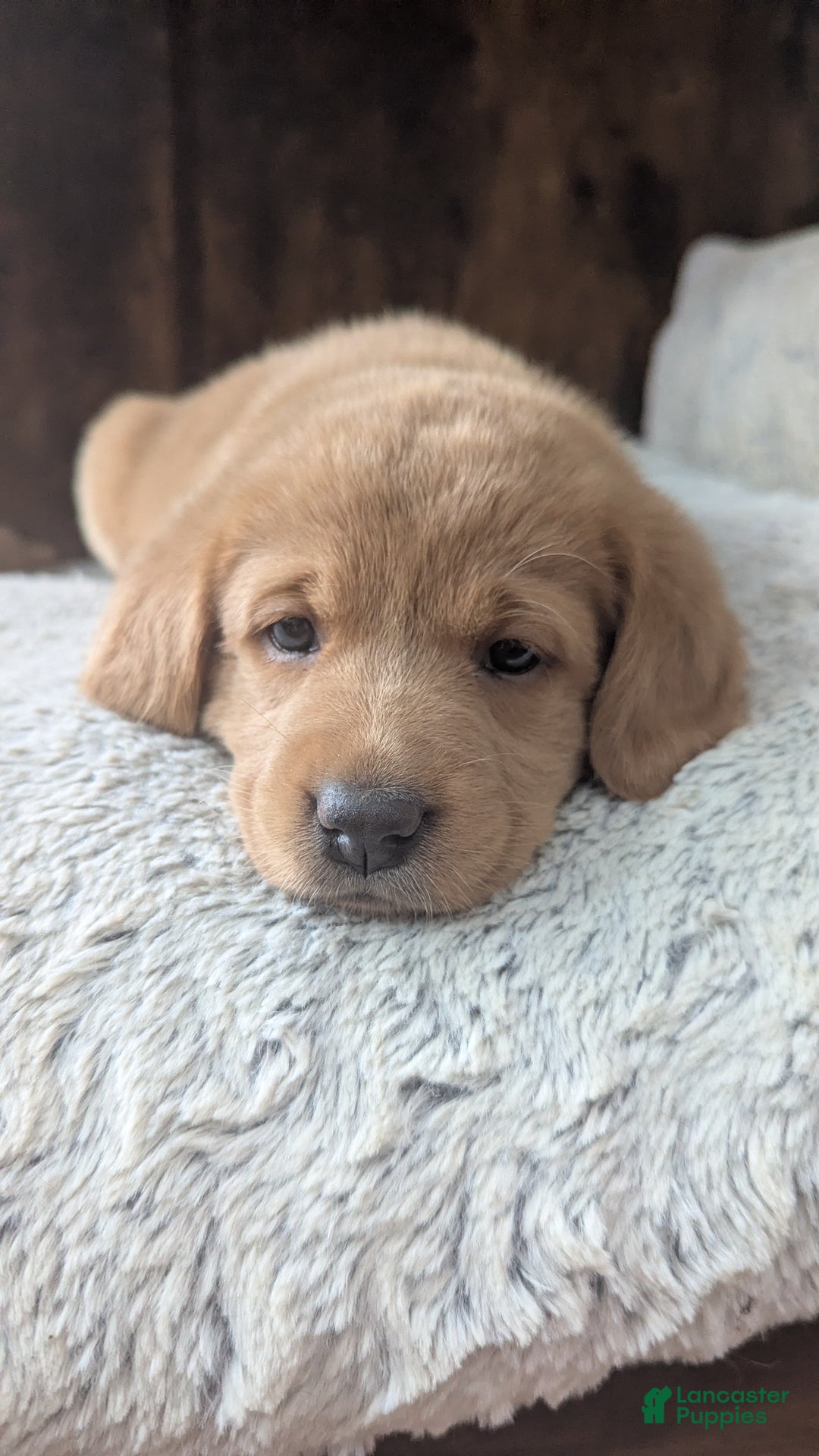 Mixed Breed dogs for sale: Charlie - Ad 4