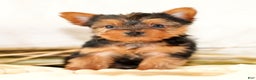 Morkie dogs for sale: Preston - Ad 1