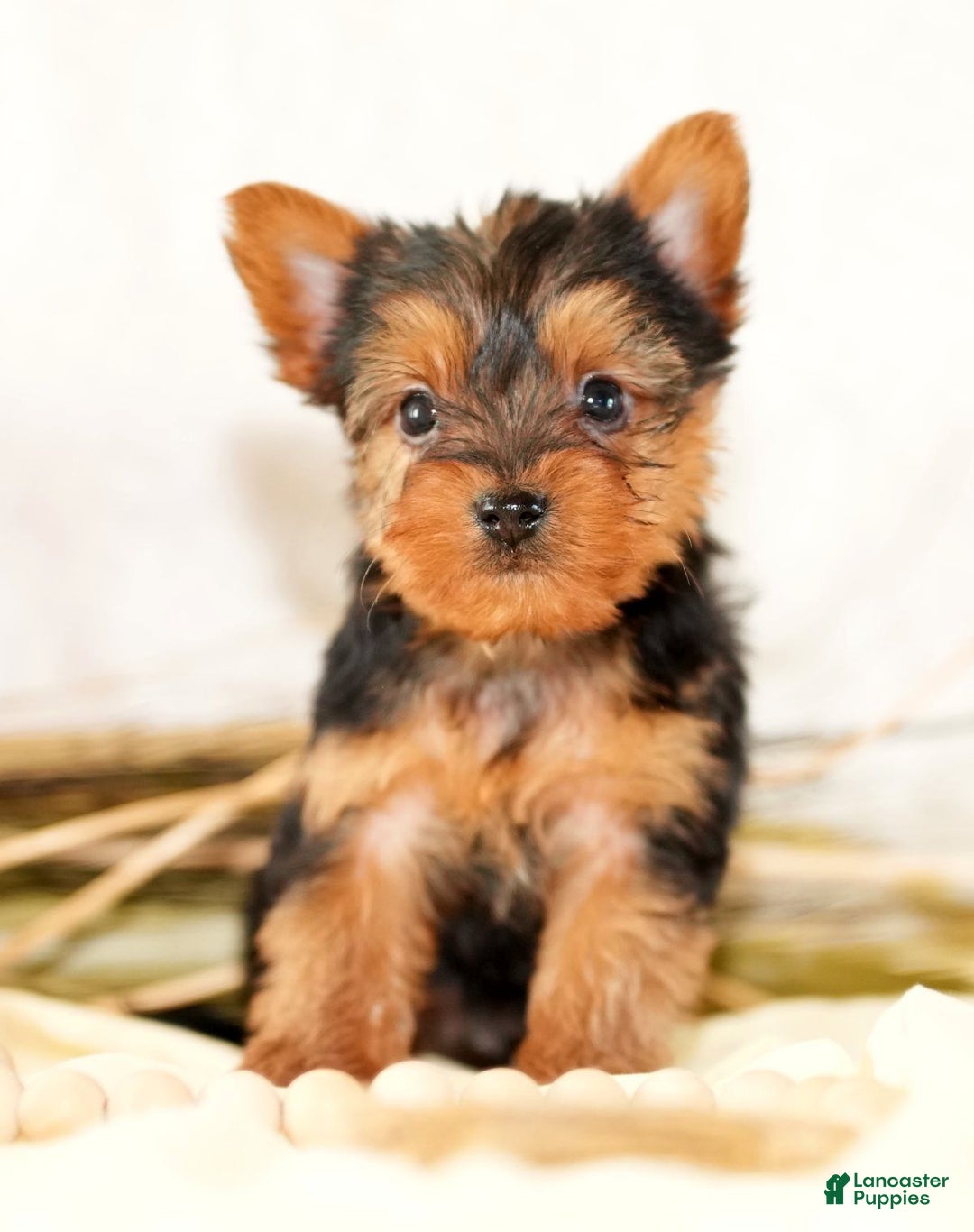 Morkie dogs for sale: Preston - Ad 1