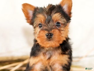 Morkie dogs Preston - Ad 35