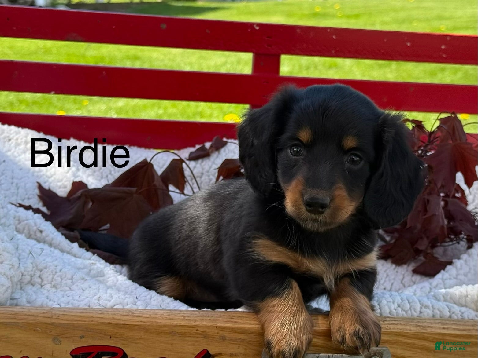 Miniature Dachshund dogs Birdie - Ad 1