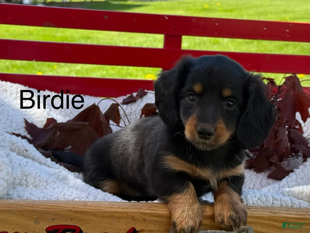 Miniature Dachshund dogs for sale: Birdie - Ad 1