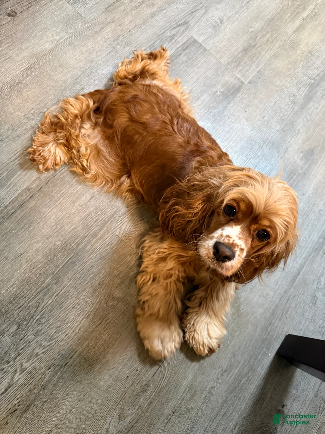Cocker Spaniel dogs for sale: Rosie  - Ad 8