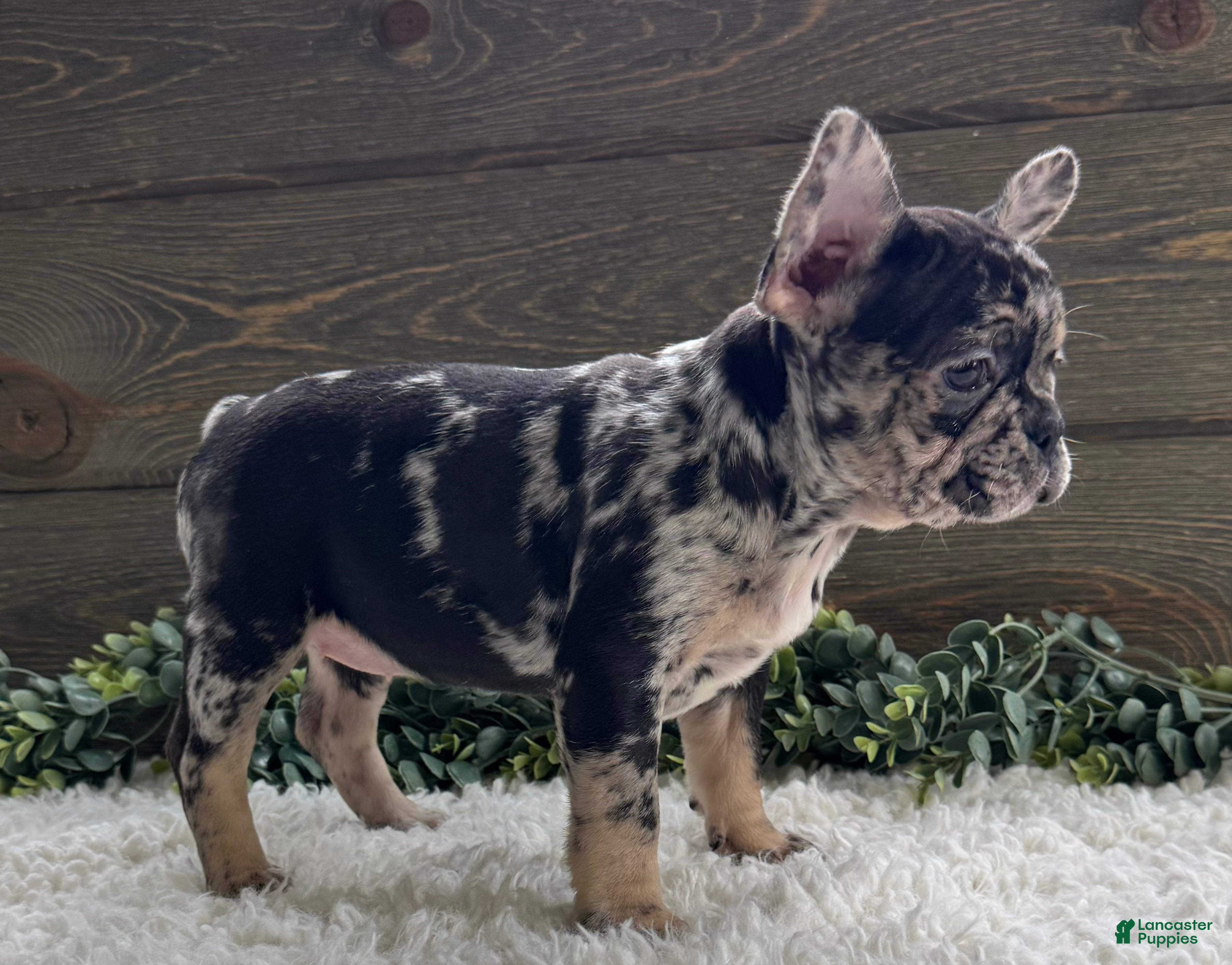 Mixed Breed dogs Lily - Ad 2