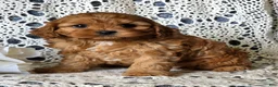 Cavapoo dogs for sale: Julie - Ad 4