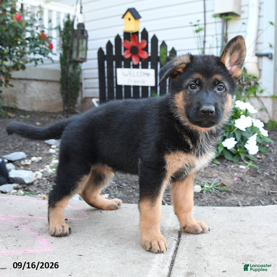 German Shepherd dogs Red   - Ad 2