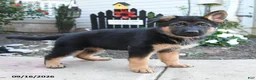 German Shepherd dogs for sale: Red   - Ad 2