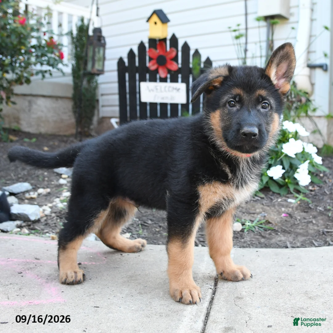 German Shepherd dogs for sale: Red   - Ad 2