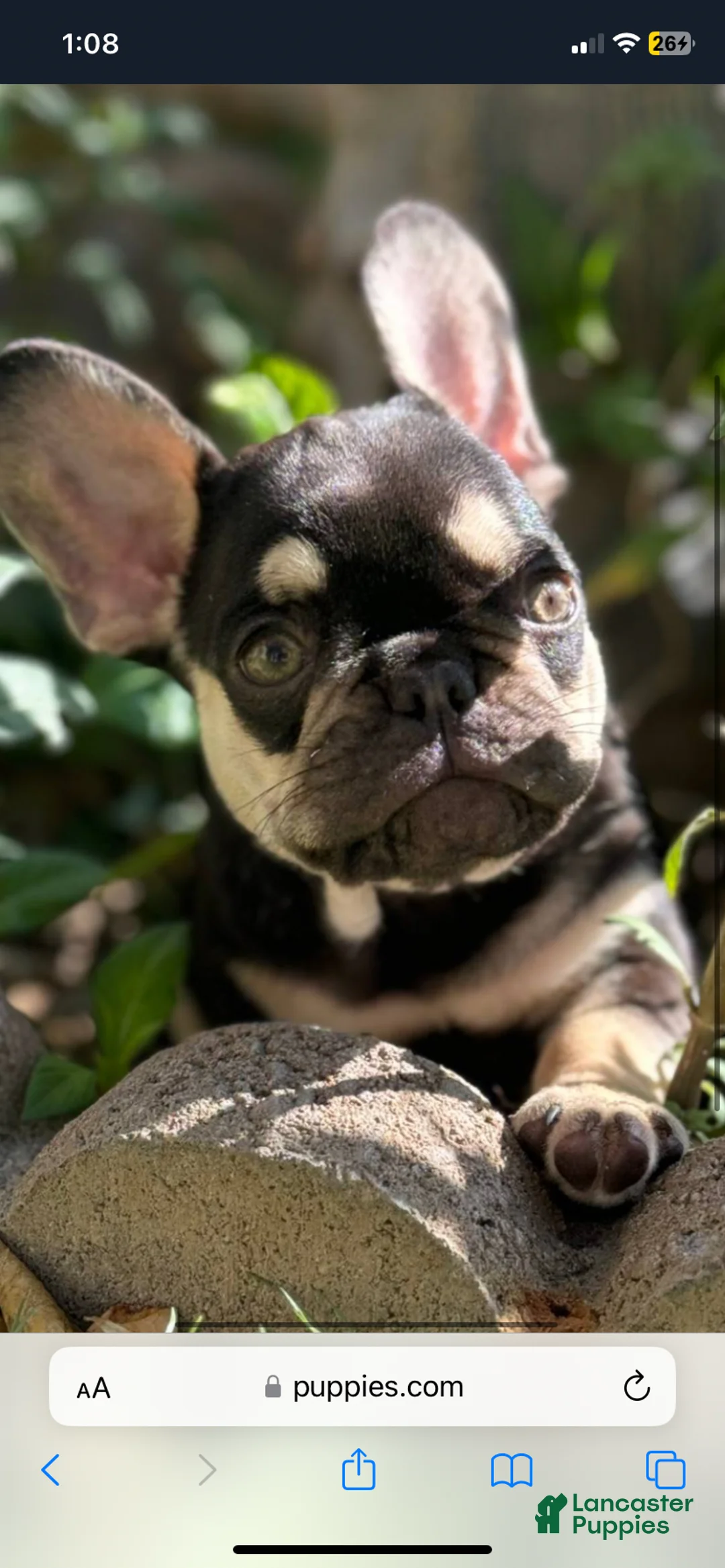 French Bulldog dogs for sale: French Bulldog Puppy 8 - Ad 2