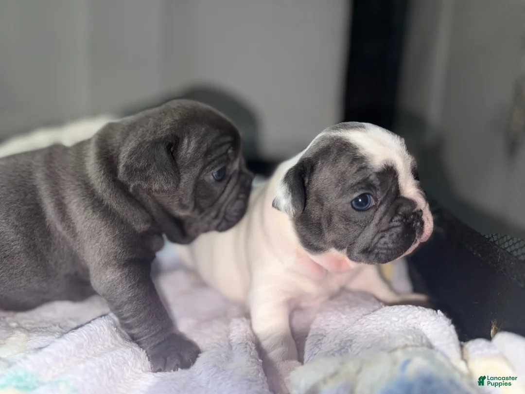 French Bulldog dogs for sale: Ying - Ad 13