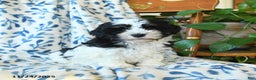 Havanese dogs for sale: Betty   - Ad 2