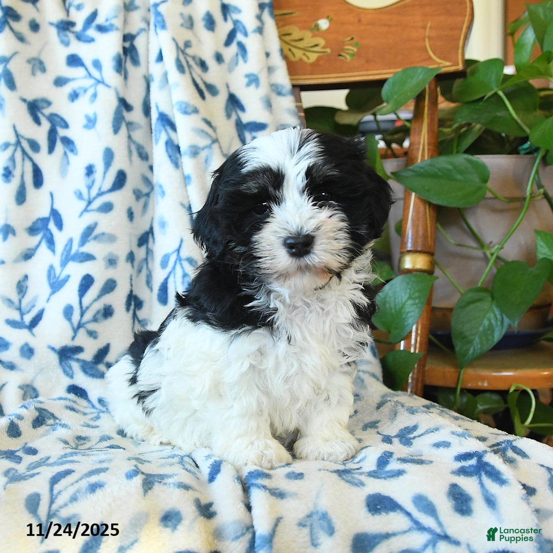 Havanese dogs for sale: Betty   - Ad 2