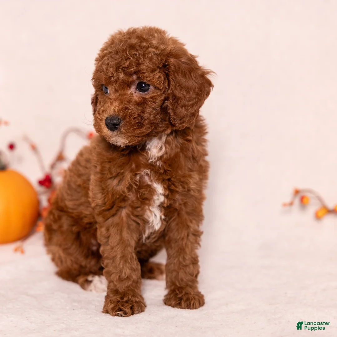 Miniature Poodle dogs for sale: Nevaeh - Ad 2