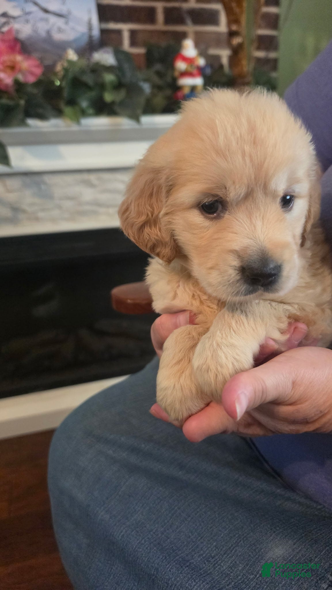 Golden Retriever dogs Pearl - Ad 2