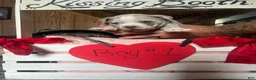 Olde English Bulldogge dogs for sale: Olde English Bulldogge 7 - Ad 13