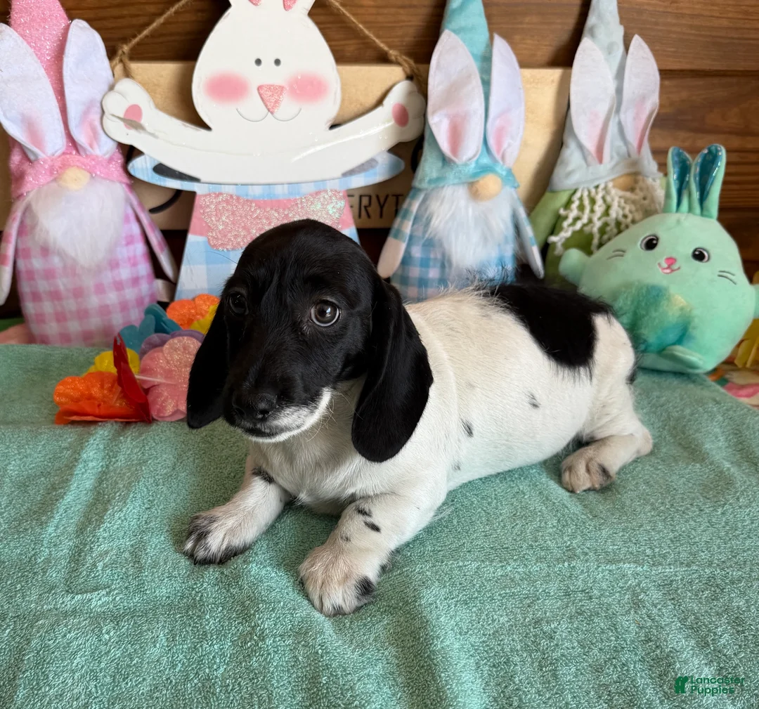 Miniature Dachshund dogs for sale: Spots - Ad 2