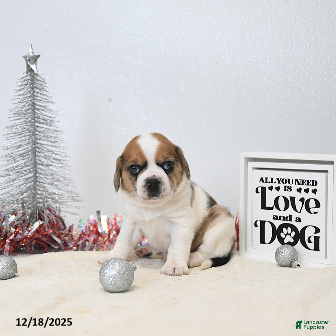 Puggle dogs for sale: Gizmo - Ad 5