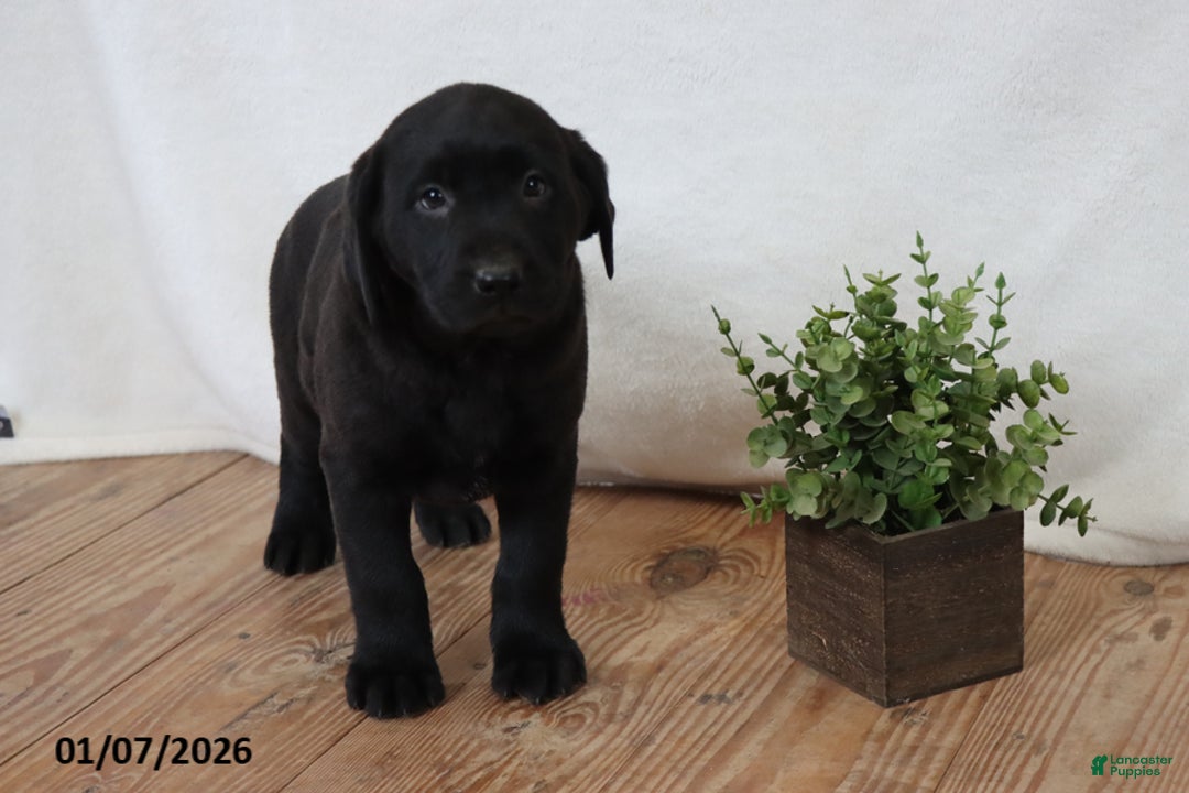 Labrador Retriever dogs for sale: Pudgy - Ad 2