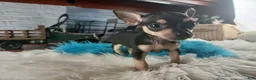 Chihuahua dogs for sale: Haleys blk and tan tiny boy. Hand Delivery  - Ad 1