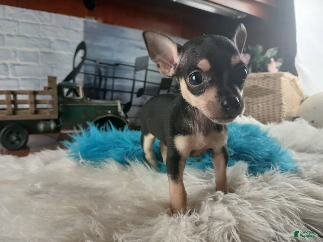 Chihuahua dogs for sale: Haleys blk and tan tiny boy. Hand Delivery  - Ad 1