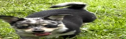 Mixed Breed dogs for sale: Luna - Ad 3