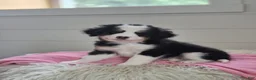 Mini Bernedoodle dogs for sale: Violet  - Ad 3