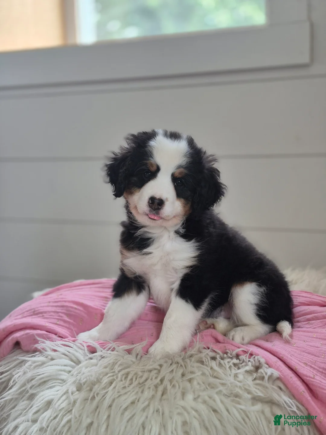 Mini Bernedoodle dogs for sale: Violet  - Ad 3
