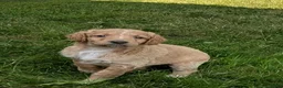 Goldendoodle dogs for sale: Issie - Ad 4