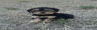 Yorkiepoo 2/ #1169