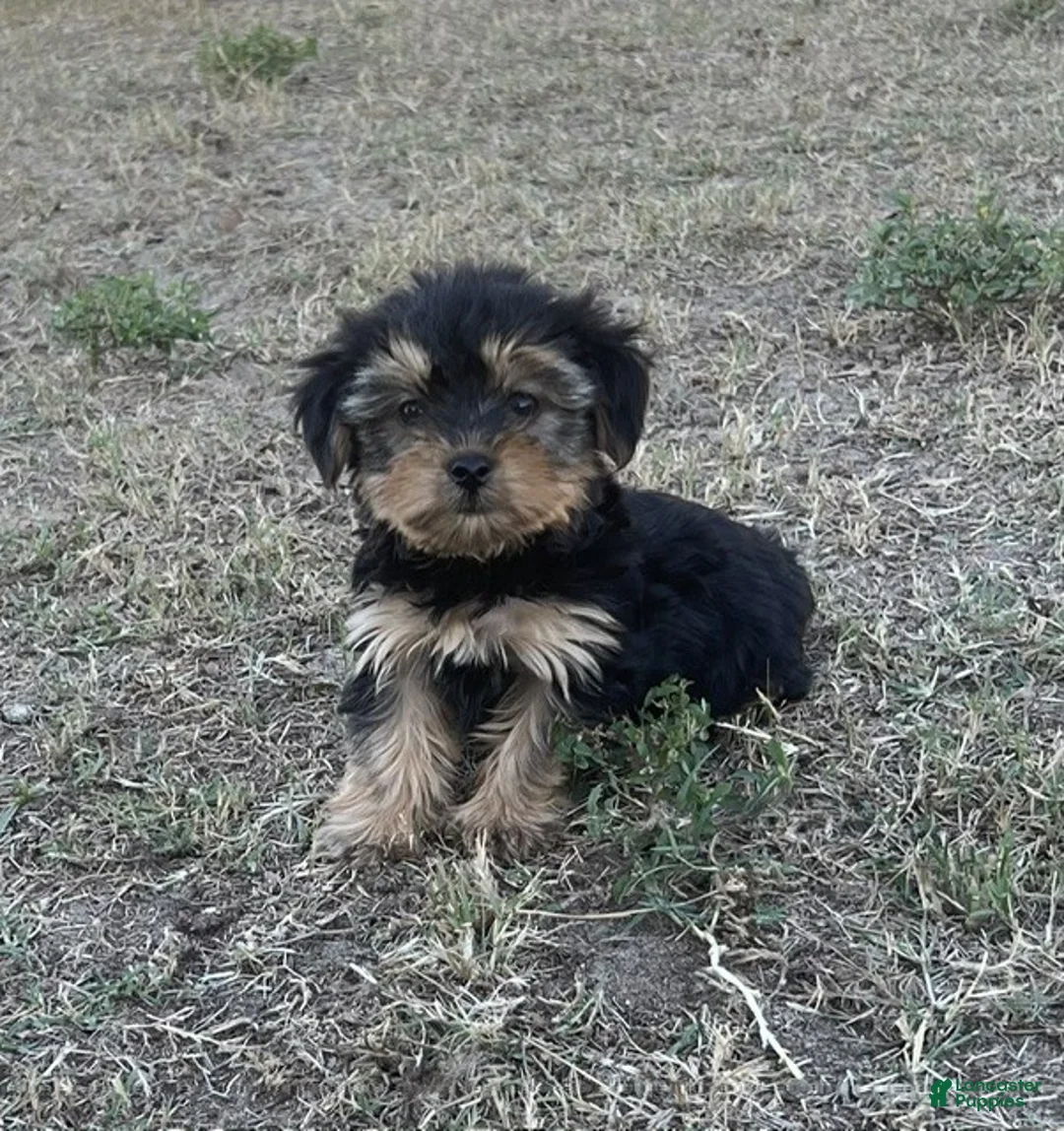 Yorkiepoo dogs for sale: Yorkiepoo 2/ #1169 - Ad 1