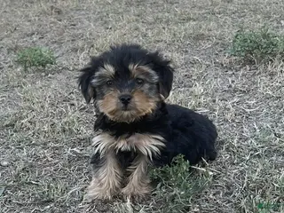 Yorkiepoo dogs Yorkiepoo 2/ #1169 - Ad 1