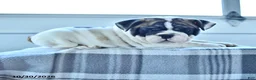 English Bulldog dogs for sale: Raven - Ad 5